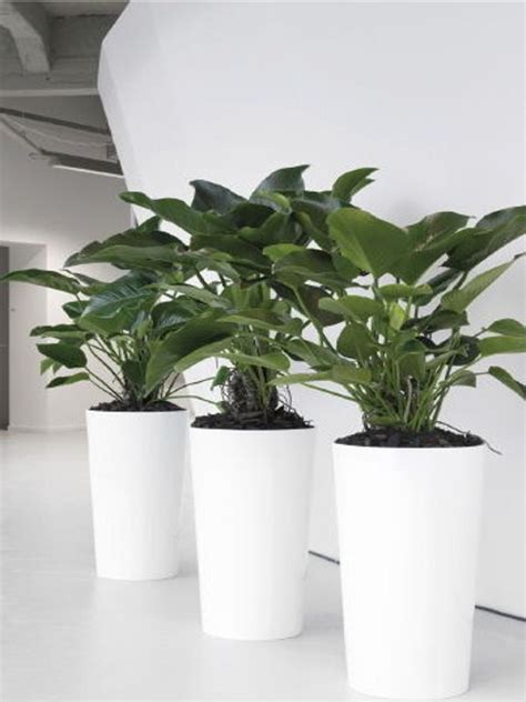 Large Indoor Plant Pots Indoor Office Planters Melbourne