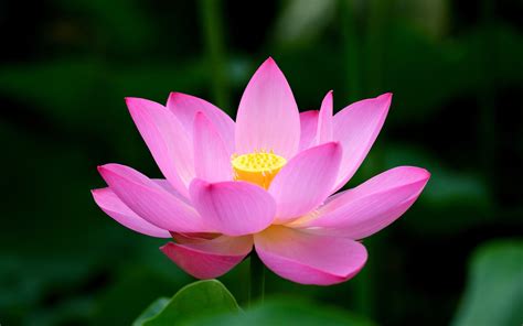 44 Lotus Wallpaper Hd