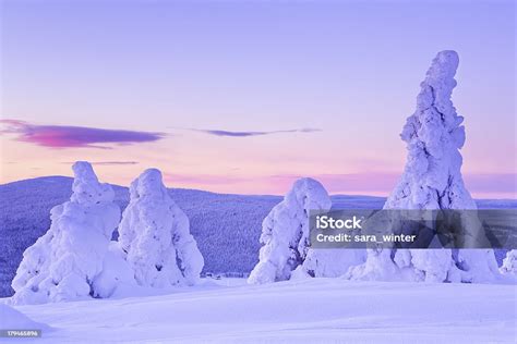 Sunset Over Frozen Trees On A Mountain Levi Finnish Lapland Stock Photo