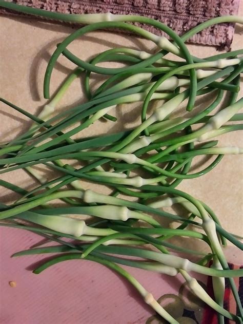 Wild Garlic Scapes Westcentral Indiana Us Rforaging