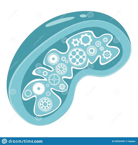 Mitochondria The Powerhouse Of The Cell Stock Vector Illustration Of
