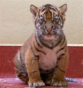 Sumatra Tiger Cub At San Francisco Zoo Makes Public Debut Daily Mail