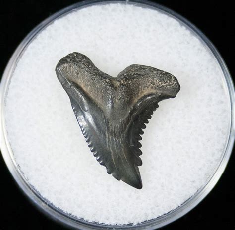072 Hemipristis Shark Tooth Fossil Florida 15094 For Sale