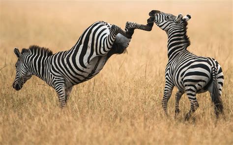 Animal Zebra Hd Wallpaper