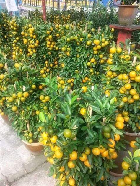 Setelah itu, simpanlah di tempat yang sejuk dan terkena sinar matahari dengan baik. Cara Mempercepat Tanaman Buah Tabulampot Agar Cepat ...