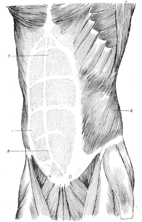 Muscles Of The Chest Abdomen And Thigh Superficial Dissection 5