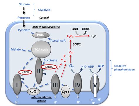 Figure 1 From Role Of Sex Hormones On Brain Mitochondrial Function