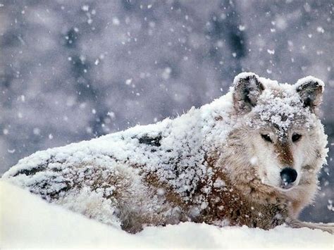 Snowed On Snow Wolf Wolf Photos Wolf Pictures