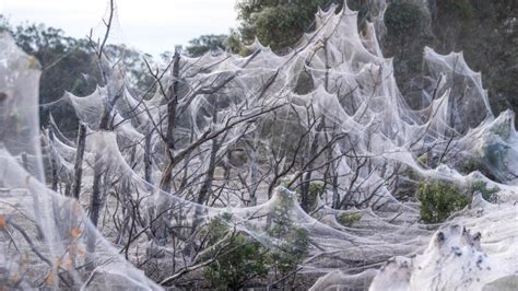 Horrifying Spider Webs Smother Entire Australian Region After Floods