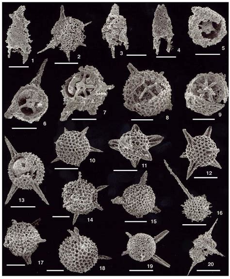 Radiolarian Sem Photos Of Mississippian Chert From Southern Peninsular