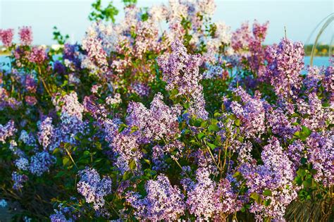 The Blooming Lilac Flowers Sunset Stock Image Image Of Gallery Asia
