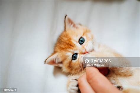 Cat Biting Hand Photos And Premium High Res Pictures Getty Images