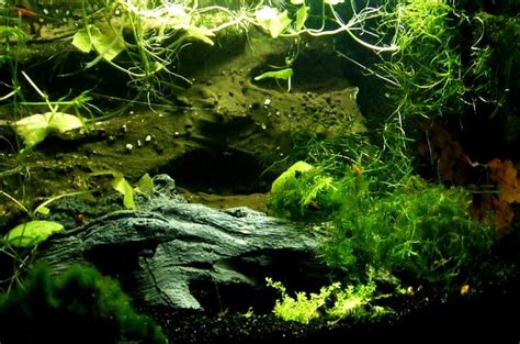 Shop api aquarium products on amazon and get them delivered to your door! How to Get Rid of Algae in Fish Tanks - ZenAquaria