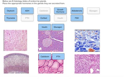 Endocrine Histology Labeled