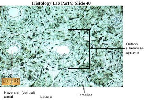 Labeled Compact Bone Microscope Slides Labeled Histology Slides