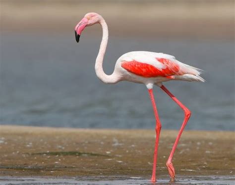 There are around six species of flamingos and each have beautiful plumage. 10 Lake and Sanctuaries to See Flamingo Bird in India
