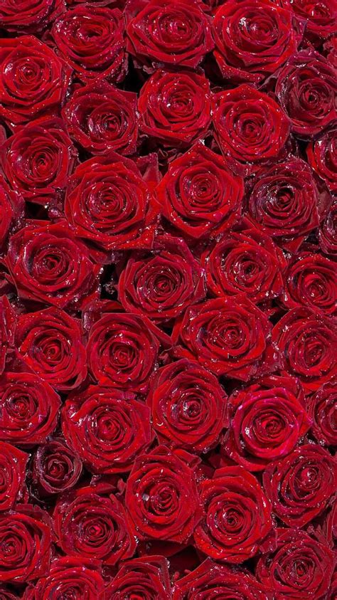 Pin By Rachel Ruckman On Wallpapersscreensavers Red Roses Wallpaper