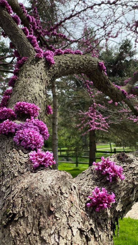 Gigi Bella Hadid Arg On Twitter Tree Plants Flowers