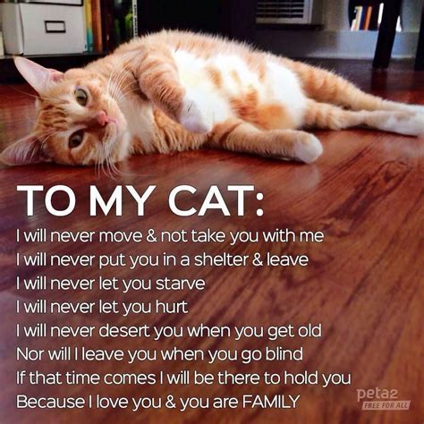 To My Cat I Will Never Let You Down Carson Cats In Need Of Fosters