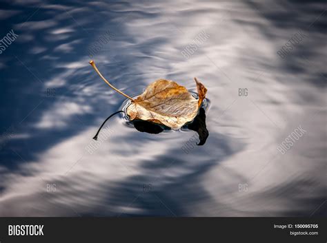 Leaf Floats Calmly On Image And Photo Free Trial Bigstock