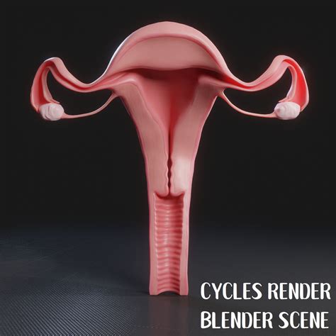 Female Reproductive System D Model C D Stl Obj Ds Fbx Tbscene Blend