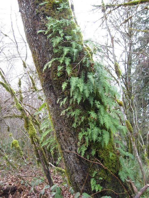 Licorice Fern The Roots Of This Tree Dwelling Likes To Ro Flickr
