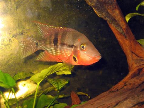 Firemouth Cichlid Care Guide Diet Tank Mates Diseases Breeding And More