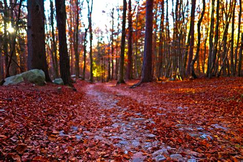 Free Images Tree Sunlight Leaf Autumn Season Deciduous Woodland