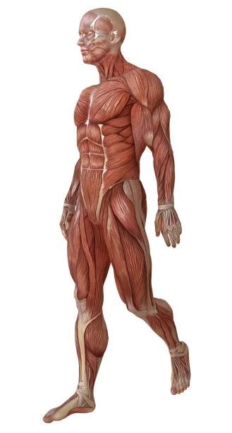 Muscles can be grouped together in many different ways, in this video we are going to put them into 13 different groups based on their locations in the body. Royalty Free Human Muscle Pictures, Images and Stock ...