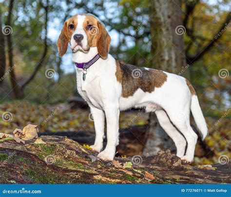 Beautiful Brown And White Beagle Dog Puppy Stock Image Image Of