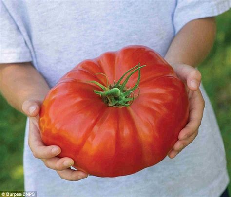 Thats Quite A Side Salad The Worlds Largest Tomato So Big That Just
