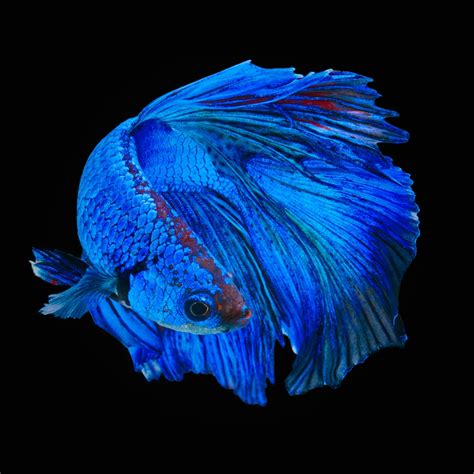 15 Stunning Blue Aquarium Fish Species Build Your Aquarium