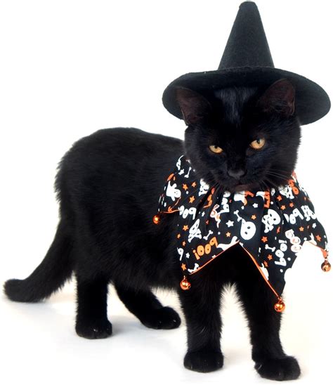 even though black cats don t need to dress up for every day is halloween