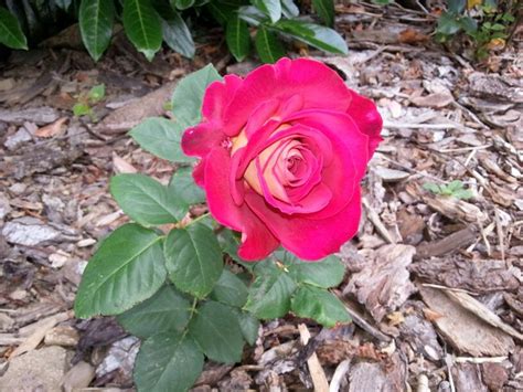 Monica Bellucci De Meilland Rose Beautiful Roses Rose Flower