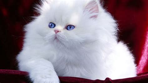 White Persian Cat With Blue Eyes Price