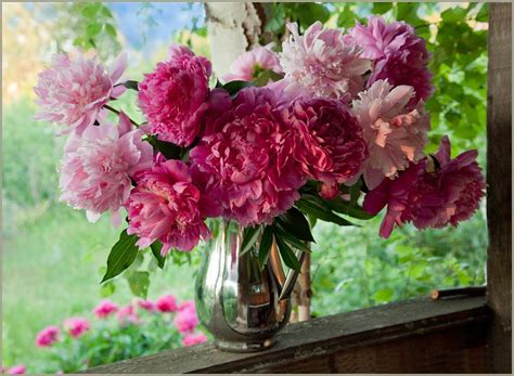 Free Download Peonies High Quality And Resolution Wallpapers On X For Your