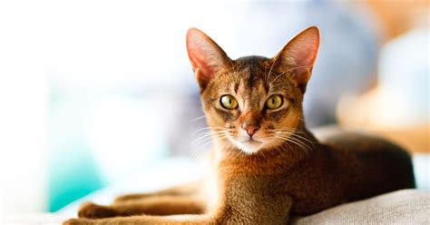 The Adorable Abyssinian Cat Critter Culture