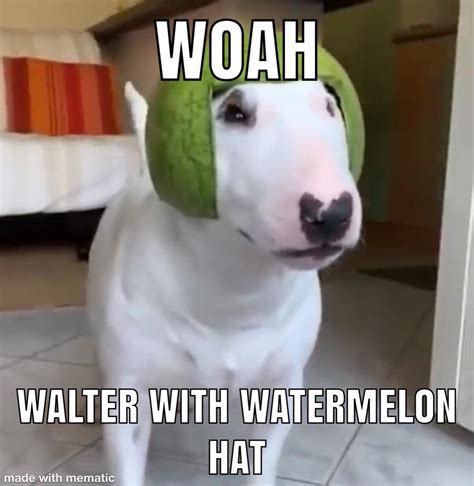 Get 31 Watermelon Walter Dog