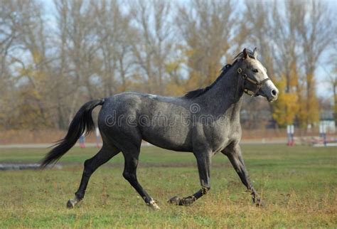 Arabian Race Horse Runs On The Autumn Stud Farm Stock Image Image Of