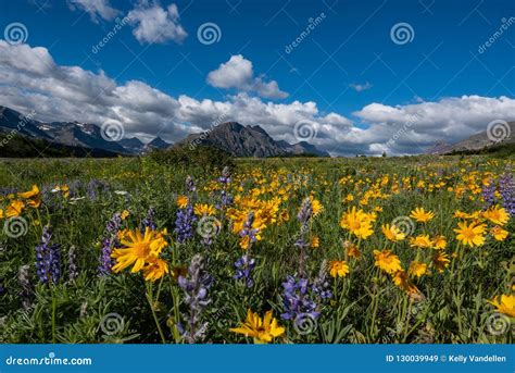 Yellow Daisies In Wildflower Field In Montana Stock Image Image Of