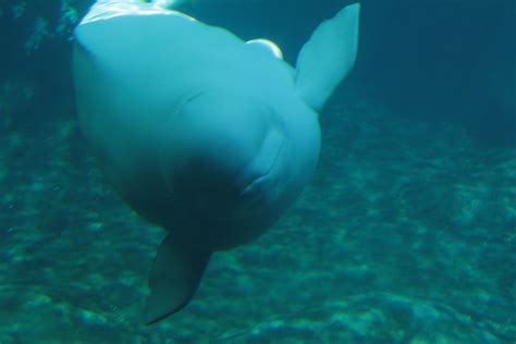 Smiling Beluga Whale Ii Lisa Flickr