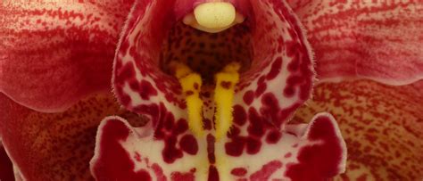 The Planthunter Orchidelirium The Sexual Prowess Of Orchids