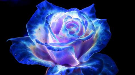 Blue And Black Rose Blue Rose Wallpapers Wallpaper Cave