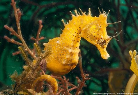 Interesting Facts About Seahorses Just Fun Facts