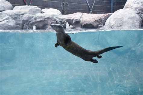 Milwaukee County Zoo Otter Exhibit Cg Schmidt