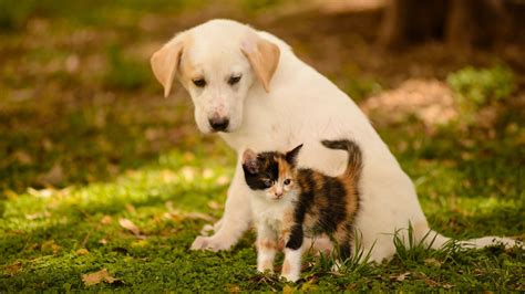 Cat And Dog Friendship Wallpapers High Quality Download Free