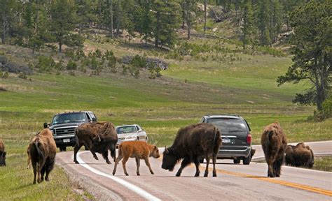 Wildlife Loop State Scenic Byway Travel South Dakota
