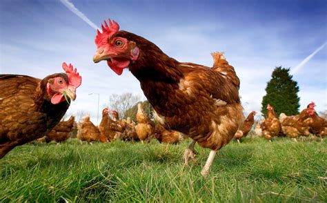 Chicken broth is a common ingredient that goes into stews, soups, and even rehydrating or oven cooking. Local residents object to 112,000 capacity egg farm in ...