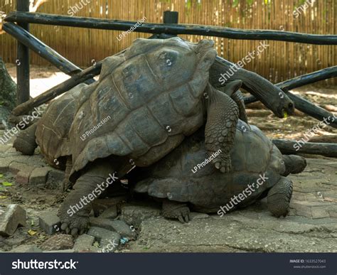 Giant Tortoise Having Sex Intercourse On Stock Photo