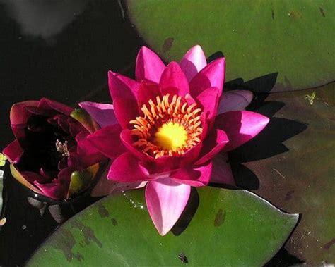 Water Lilies For Sale Buy Deep Water Pond Lily In Uk